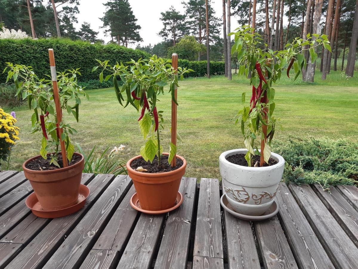 Tihase Puhkemajake Pärnu Exteriör bild
